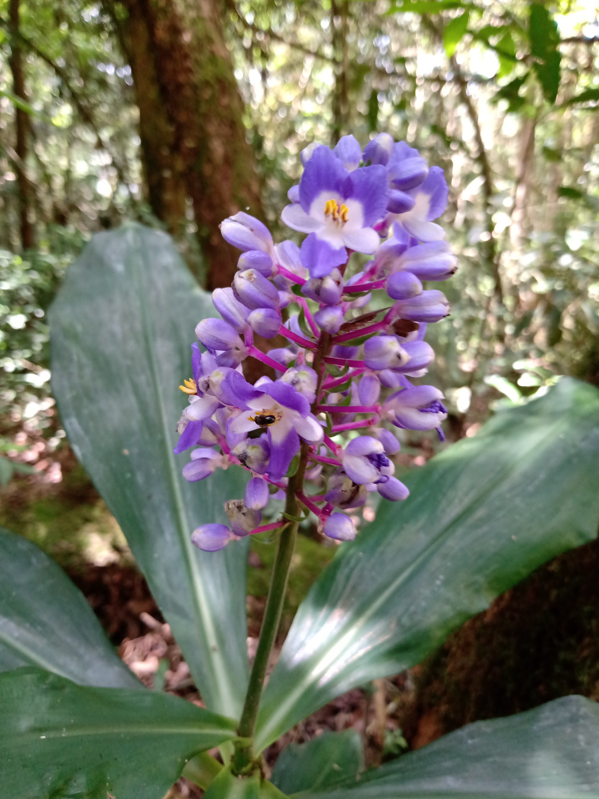 Flor azul com abelha nativa