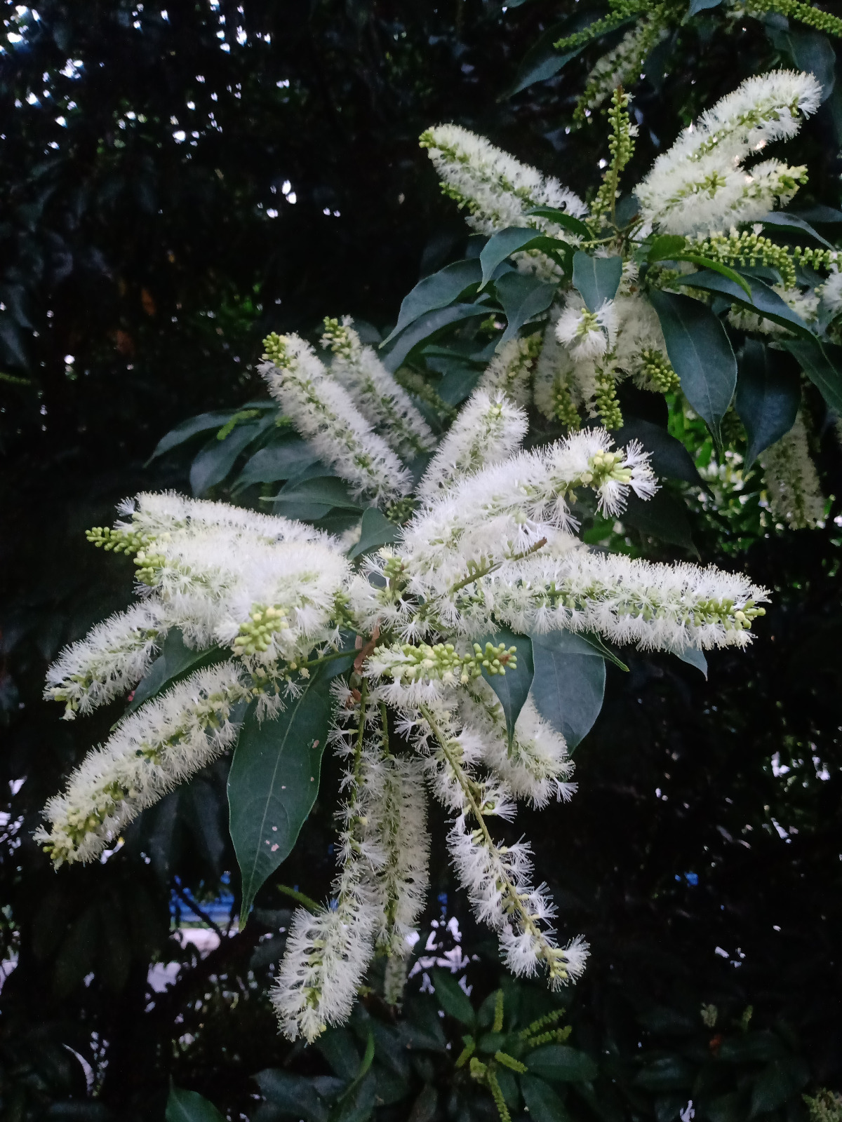 Florada branca na mata de araucárias
